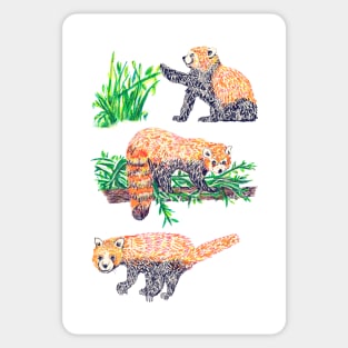 Red Pandas Sticker